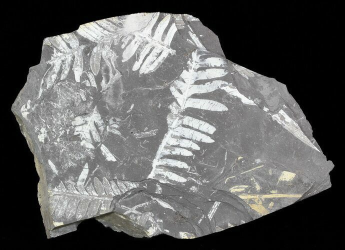 Wide Fossil Seed Fern Plate - Pennsylvania #53698